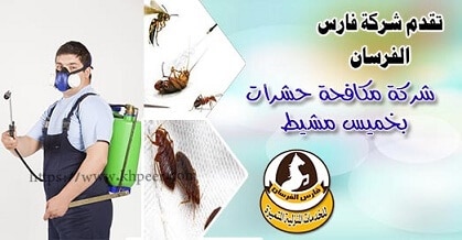 شركة  مكافحة حشرات بخميس مشيط